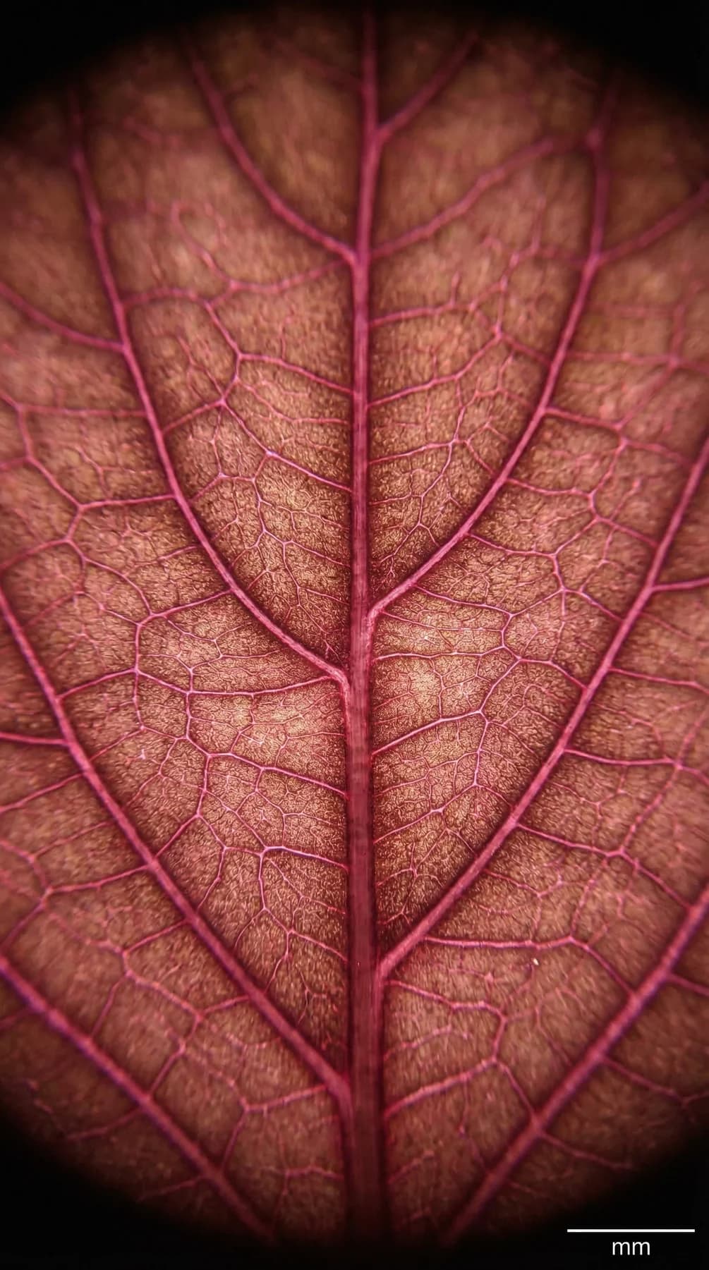 Shiso (Pérille)