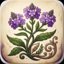 Vervain